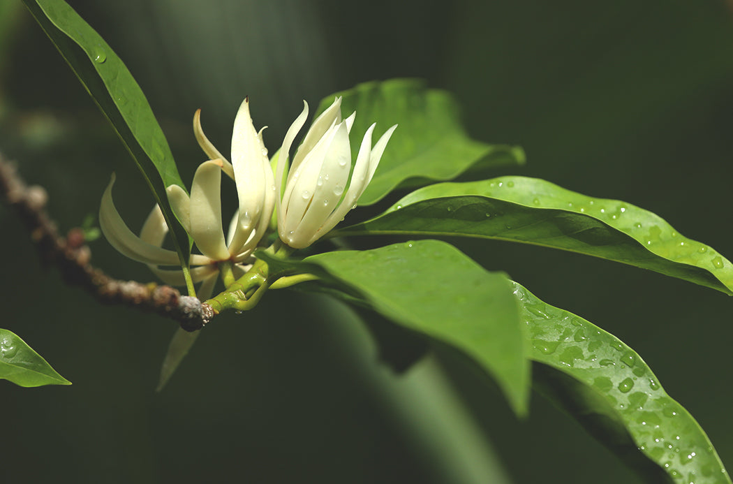 magnolia sourcing 1050x693 eu