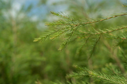 3X Impact Tea Tree, Kenya 2