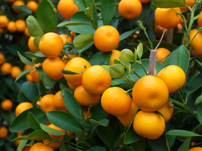 doTERRA wild orange vadnarancs illóolaj 15ml