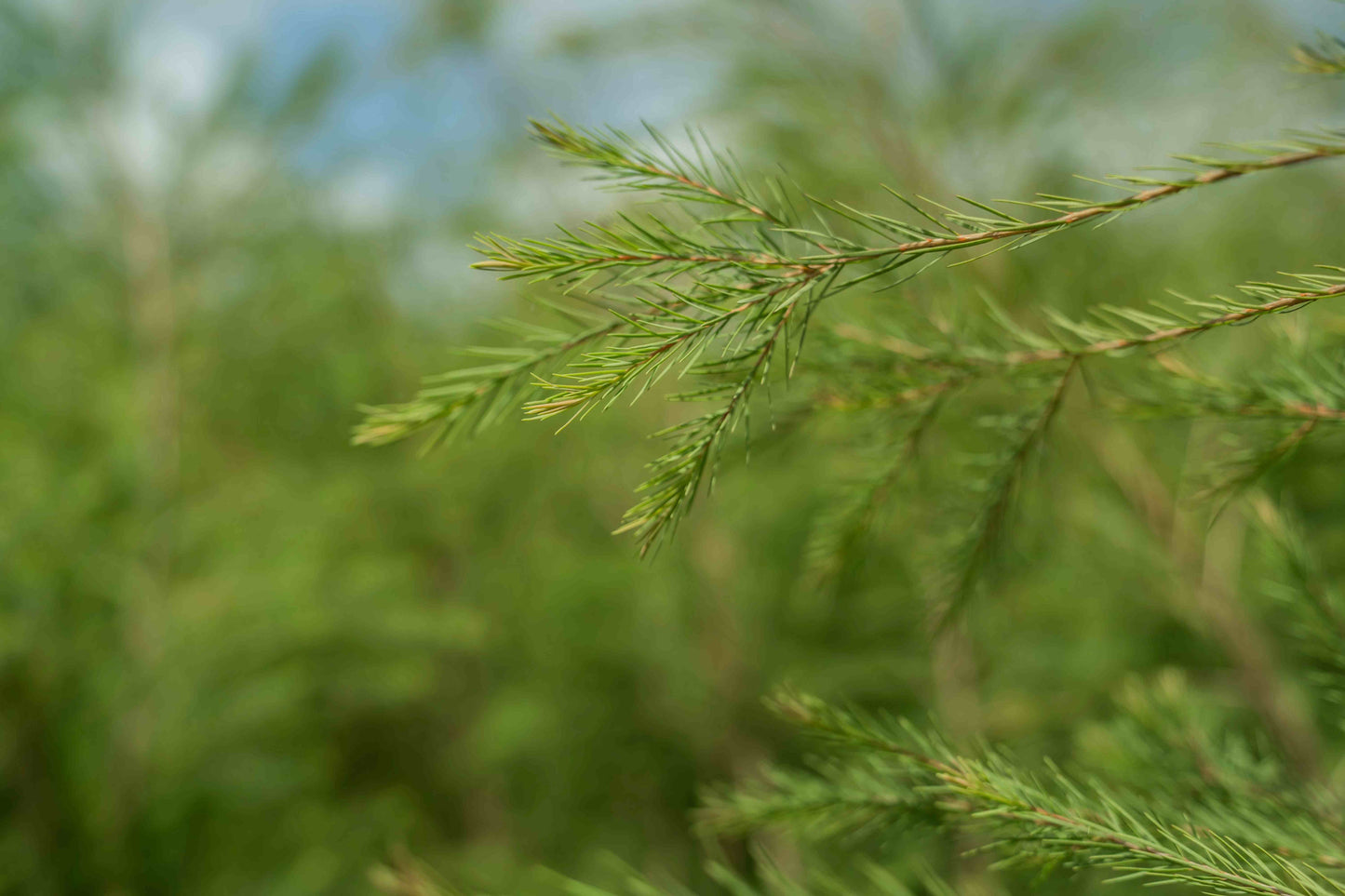 Doterra Teafa (Tea tree) illóolaj 15 ml