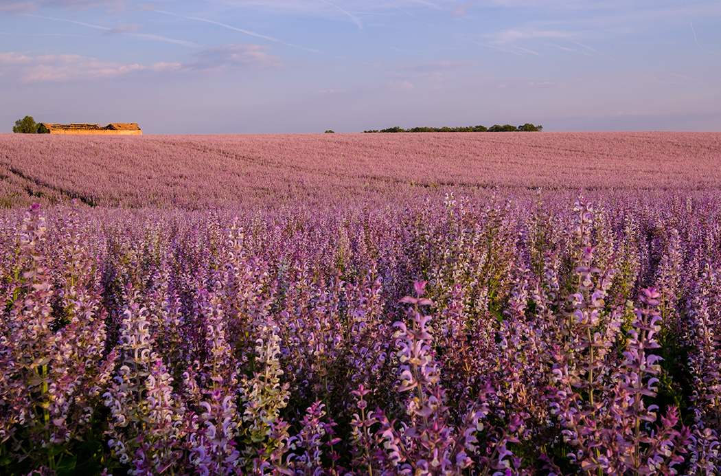 Muskotályzsálya mező - clary sage