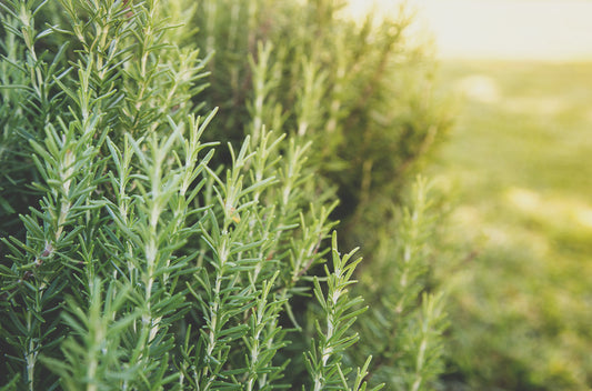 rosemary sourcing 1050x693 eu